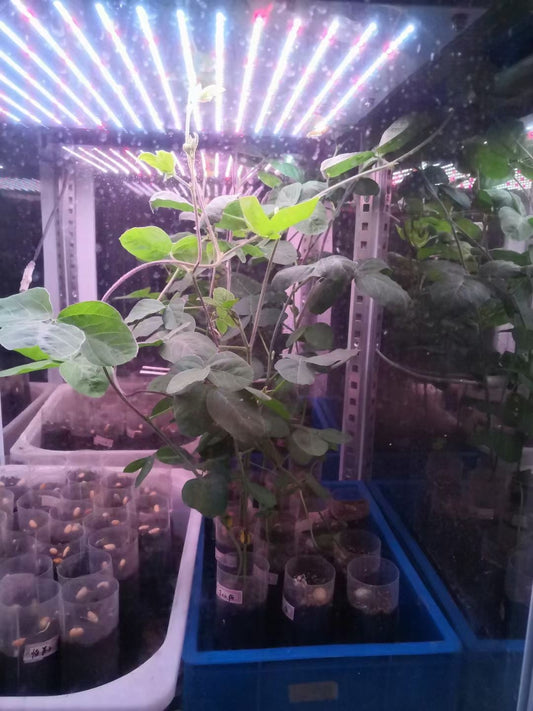 Fully Automatic Low Temperature Mold Incubator SD-DMJT